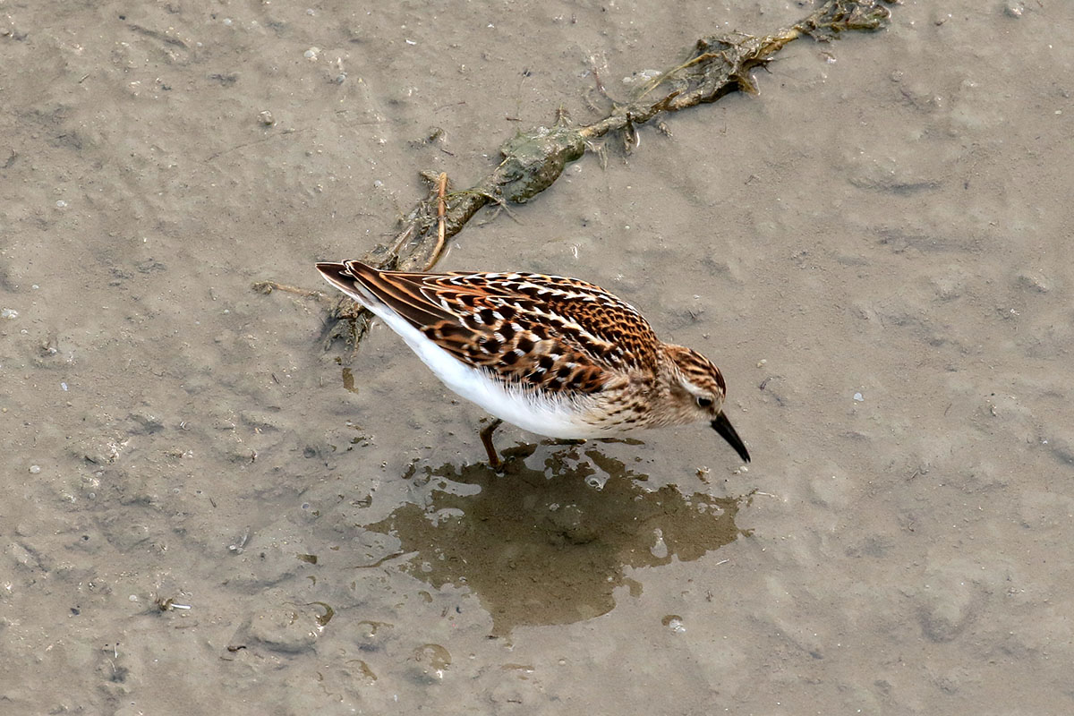 Least Sandpiper - Kleinste strandloper